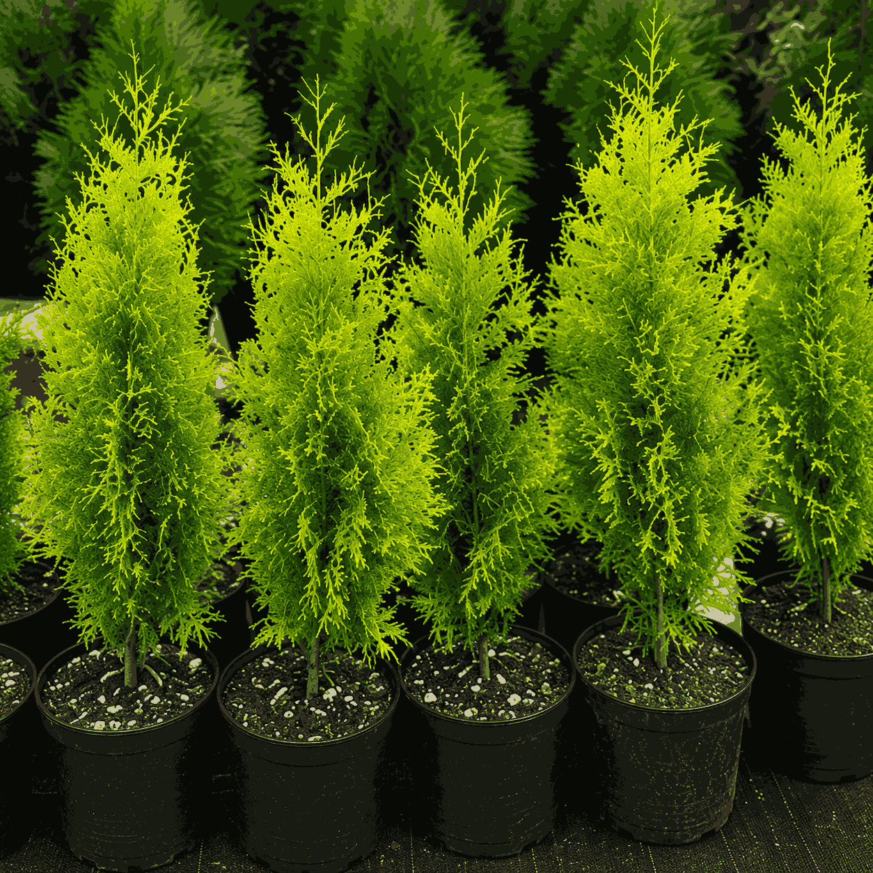Home thuja
