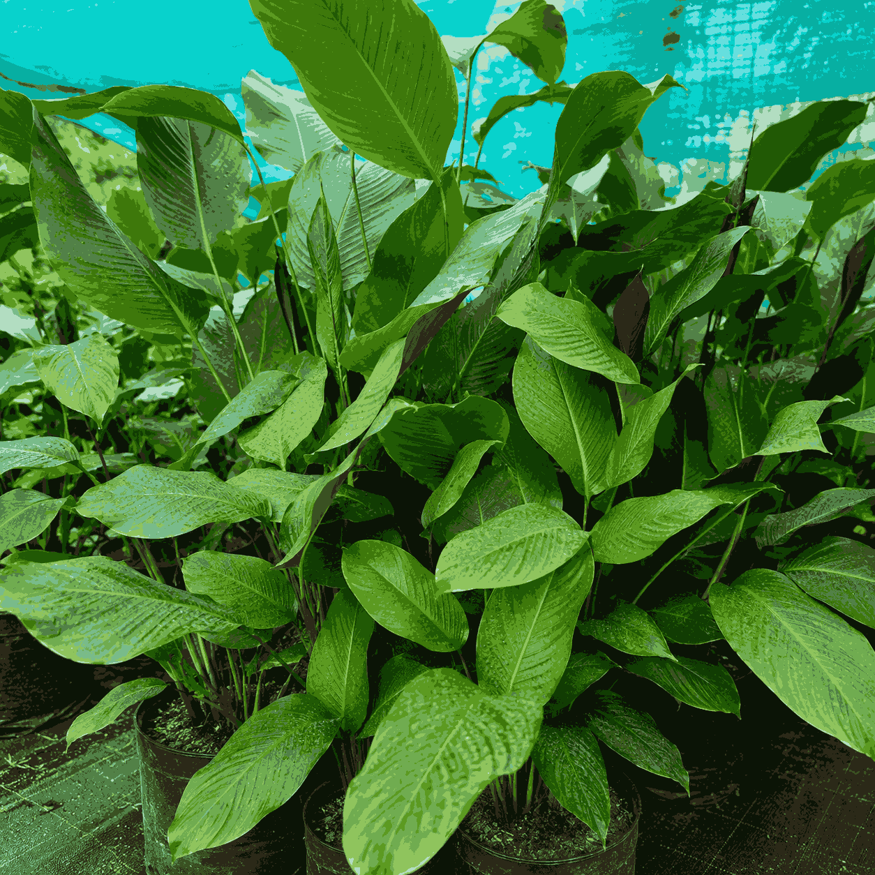 Home calathea