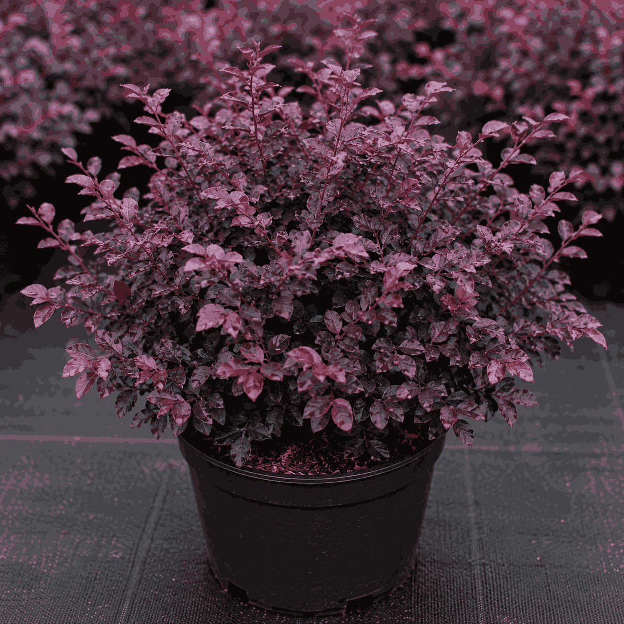 Home loropetalum